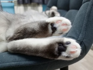 Стеша, Рыська и временный иждивенец🐱🐱🐞