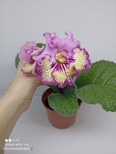 Стрептокарпусы