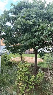 Деревья и кустарники