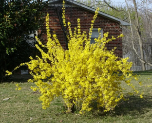 Ленд композиции