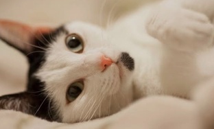 котики 