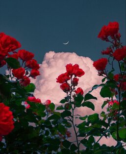 Алые розы 