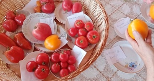 Про СОРТА🍅