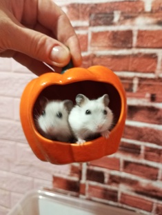 хомячки