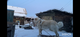 Ветхий домик и его охрана.