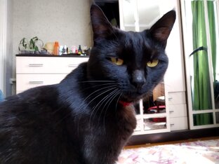 Котики