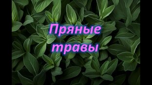 Пряные травы