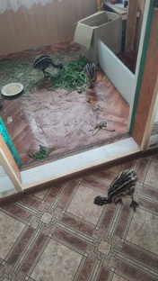 Первые дни у нас дома. 