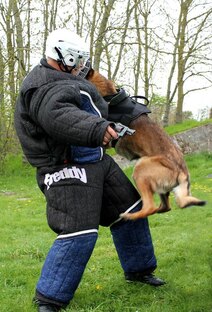 Дрессировка собак 