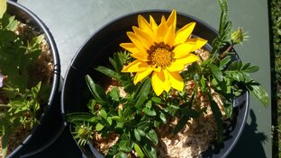 Газания или гацания -это одно и то же