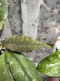 Хойи и дисхидии