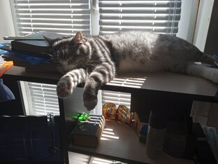 Наш кот Митрофан