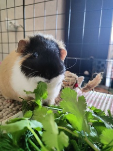 🥒 Зелёное Меню
