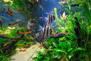 Пресноводные аквариумные рыбки