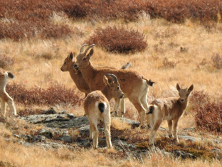 Животные в природе