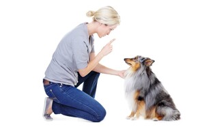 Воспитание и дрессировка