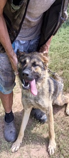 Приют для собак.