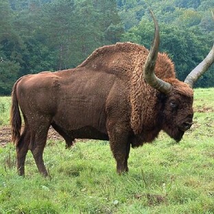Бизон: сила, выносливость и тайны короля северных равнин