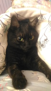 КОРОТКИЕ РОЛИКИ