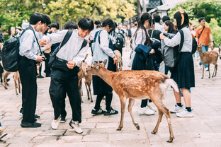 Япония на майские