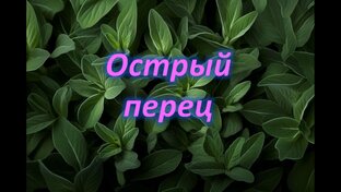 Острый перец
