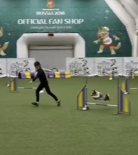 Наши выпускники в аджилити! Собаки-спортсмены!