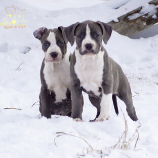 Щенки  Амстаффорда в питомнике