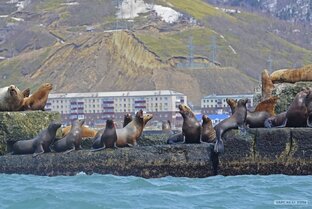 Всё интересное об острове Сахалин и его жителях!