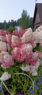 Гортензии в моëм саду.у.у