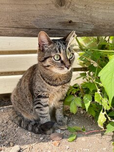 Загадки. Вопросы-ответы. Викторины и другие задания