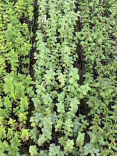 Мятная подборка