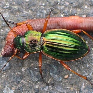 Жужелица: маленький хищник с огромным аппетитом
