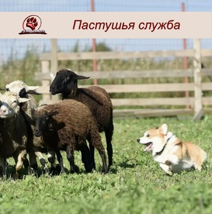 Пастушья служба