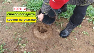 Всё о борьбе с кротами на дачном участке