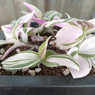 Традесканции