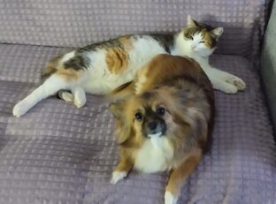 КотиПес