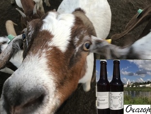 Как правильно приобрести  настоящего бурского козла