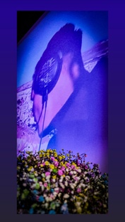 Цветы, музыка, любовь 