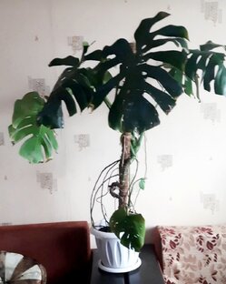 Моя монстера, вернувшаяся домой, спустя 3 года. Все про монстеру.