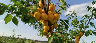 Абрикосы в средней полосе России