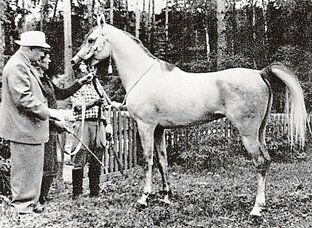 О арабских скакунах