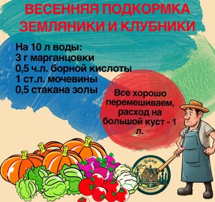 Весенняя подкормка земляники и клубники 