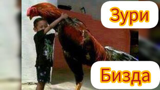 Дакан хўроз