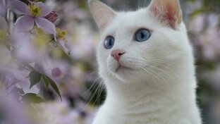 домашние питомцы