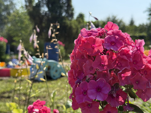 Дача 2025 год.