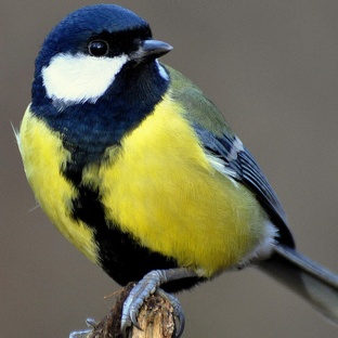 Синица: маленькая птица с большим характером