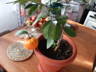 Райские сады Хельги