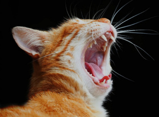 Я Ору Когда Я Проигрываю в Стндофф 2