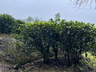 Вселенная "одиноких кустов"