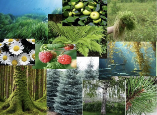 Магия растений